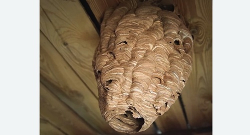 Обработка от шершней Лихоборы метро Москвы