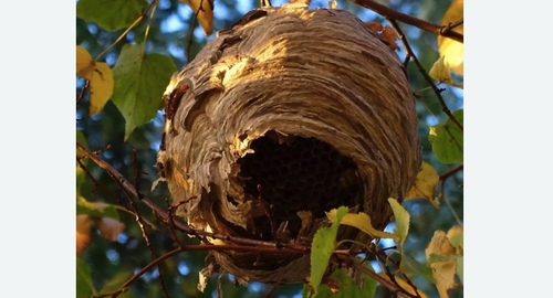 Уничтожение шершней Лихоборы метро Москвы