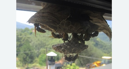 Уничтожение гнёзд шершней Лихоборы метро Москвы