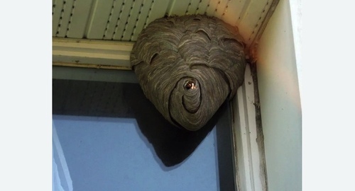 Уничтожение ос Лихоборы метро Москвы