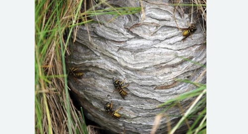 Уничтожение ос и ульев Лихоборы метро Москвы