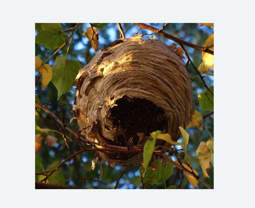 Обработка от шершней Лихоборы метро Москвы