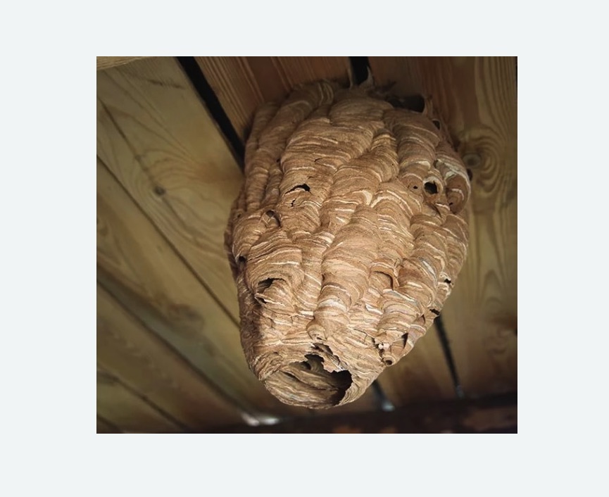 обработка от шершней Лихоборы метро Москвы