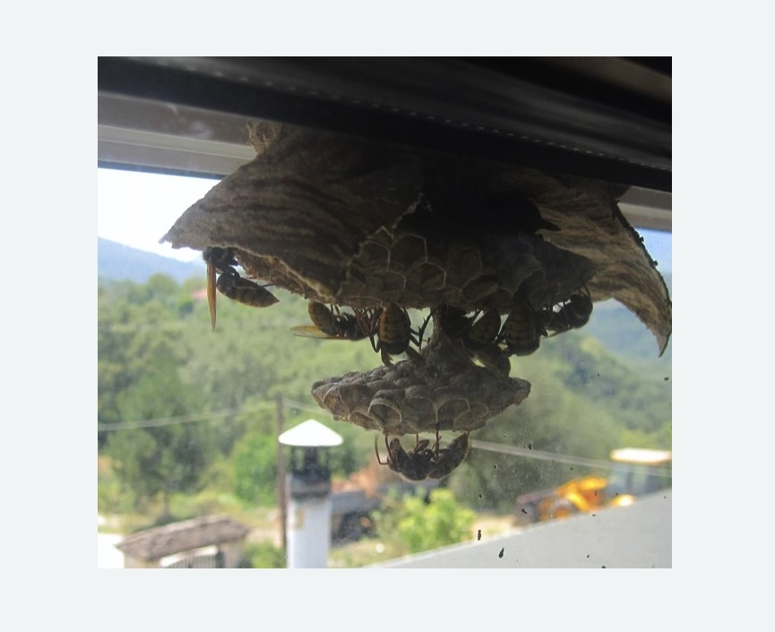 Уничтожение гнёзд шершней Лихоборы метро Москвы