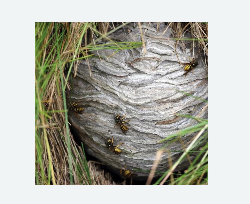 Уничтожение ос и ульев Уничтожение ос и ульев Лихоборы метро Москвы